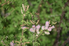 Mimosa distachya