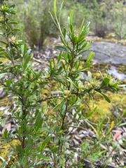 Dodonaea ceratocarpa
