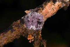 Nectriopsis violacea