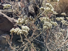 Eriogonum microtheca simpsonii