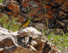 Sicalis olivascens