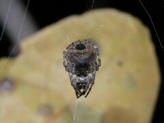 Parawixia