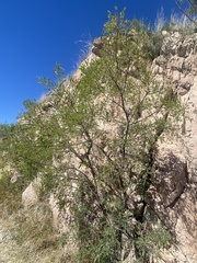 Eysenhardtia orthocarpa