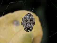 Parawixia
