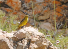 Sicalis olivascens