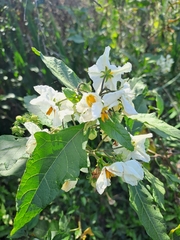 Solanum bonariense