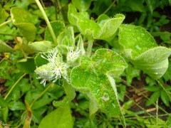 Croton ciliatoglandulifer