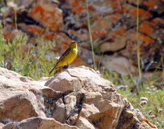 Sicalis olivascens