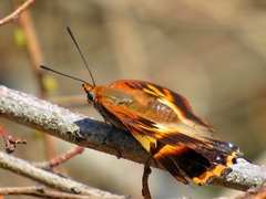 Charaxes druceanus