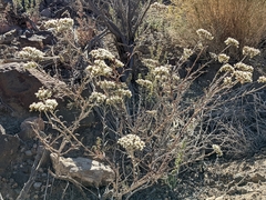 Eriogonum microtheca simpsonii