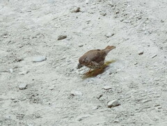 Turdus philomelos clarkei