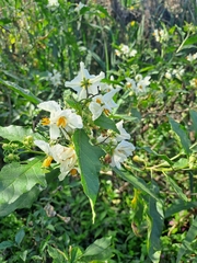 Solanum bonariense