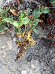 Rumex crassus