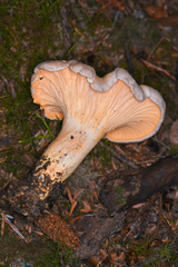 Cantharellus roseocanus