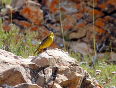 Sicalis olivascens