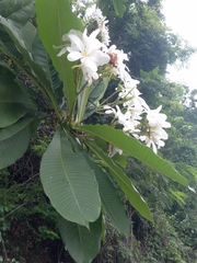 Plumeria