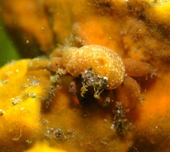 Schizophrys rufescens