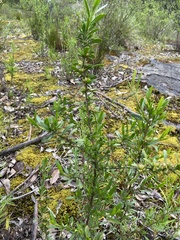 Dodonaea ceratocarpa