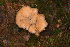 Cantharellus roseocanus