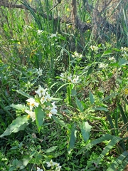 Solanum bonariense