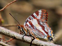 Charaxes druceanus