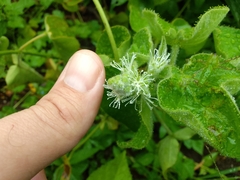 Croton ciliatoglandulifer