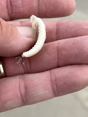 Semicassis granulata