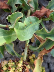 Rumex crassus