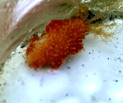 Lissothuria nutriens