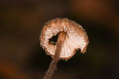 Crinipellis piceae