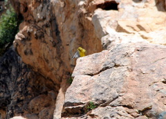Sicalis olivascens