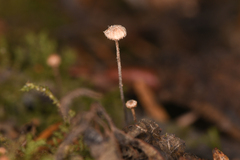 Crinipellis piceae