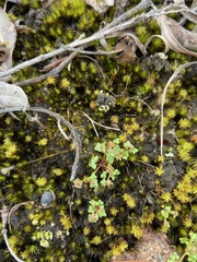 Hydrocotyle alata