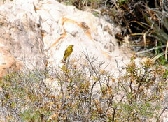 Sicalis olivascens