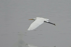 Ardea alba