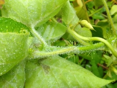 Croton ciliatoglandulifer