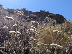 Eriogonum microtheca simpsonii