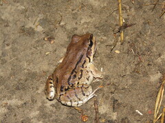 Leptodactylus mystacinus