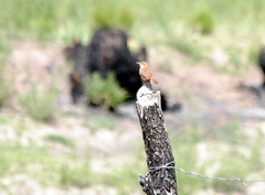 Phacellodomus striaticeps