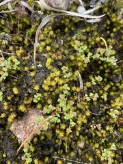 Hydrocotyle alata