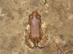 Leptodactylus mystacinus