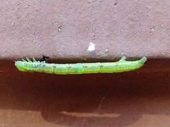 Alsophila pometaria