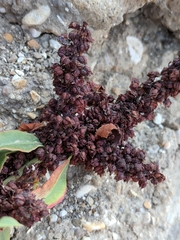 Rumex crassus