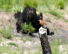 Phacellodomus striaticeps