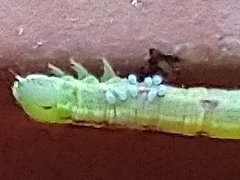 Alsophila pometaria