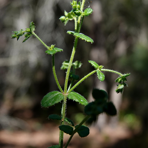 Image of Gonocarpus teucrioides by (c) Max Campbell, some rights reserved (CC BY)