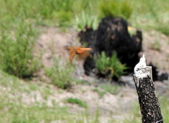 Phacellodomus striaticeps