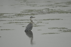 Ardea cinerea