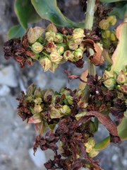 Rumex crassus
