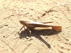 Schistocerca flavofasciata